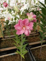 [4550 VH26 No01.JPG]